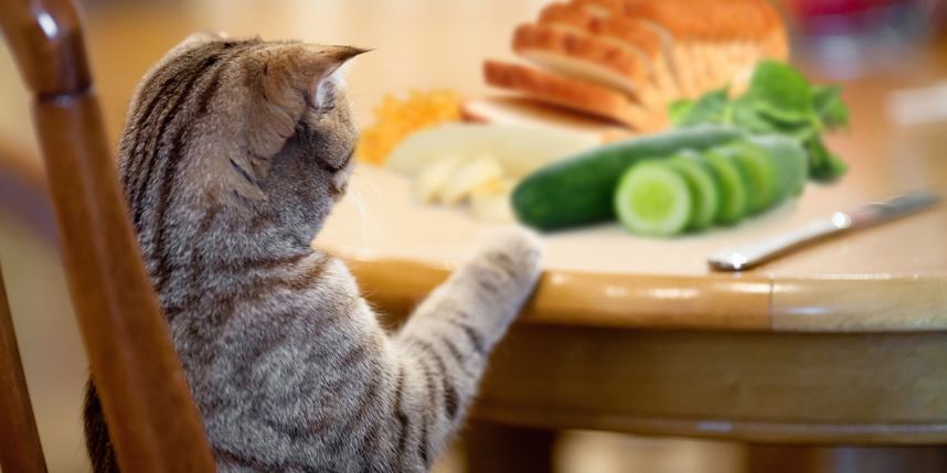 What do cats like to eat?