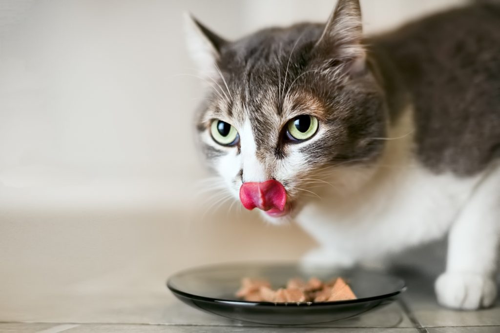What do cats like to eat?