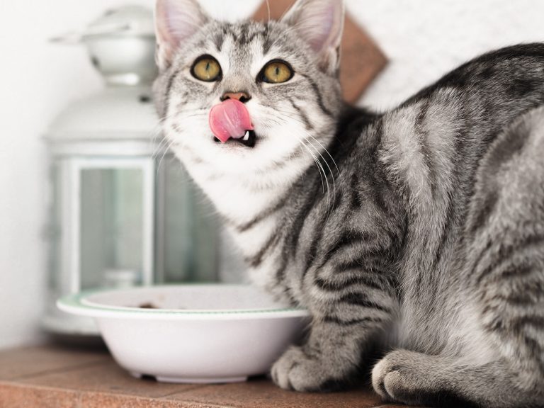 What is the best wet food for cats?
